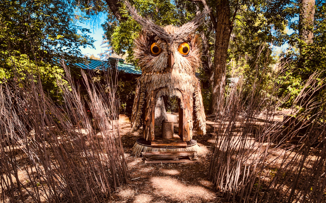 Denver Zoo  |  Enchanted Hollows Owl