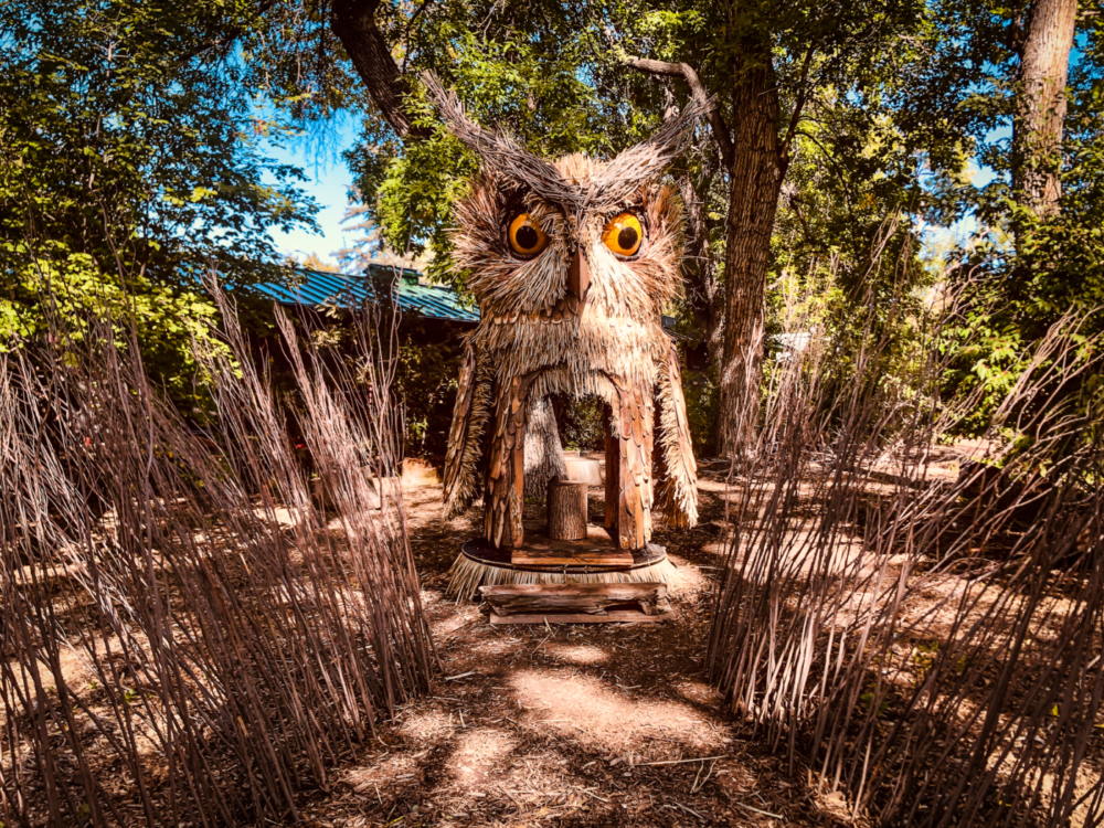 Denver Zoo | Enchanted Hollows Owl